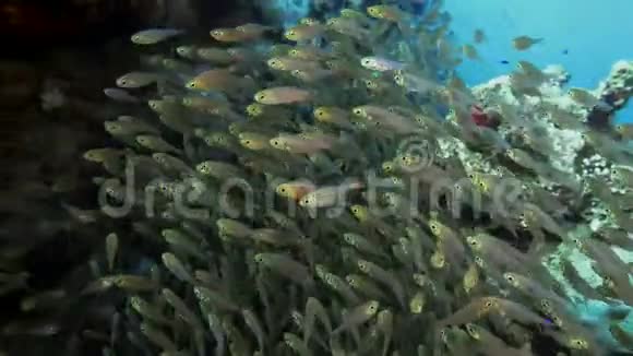 在一个珊瑚礁的背景下一大群鱼小猪清扫者兰森内蒂视频的预览图