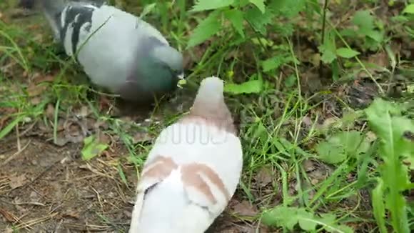 夏天公园里鸽子从地上啄食谷物视频的预览图