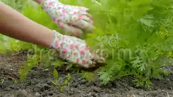 手套中女性手的特写清洁有机花园中的胡萝卜蔬菜视频的预览图