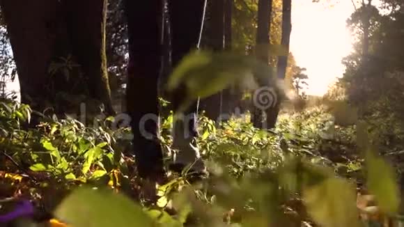 穿着运动鞋的女孩在森林里的落叶上行走迎着烈日慢动作稳定射击视频的预览图