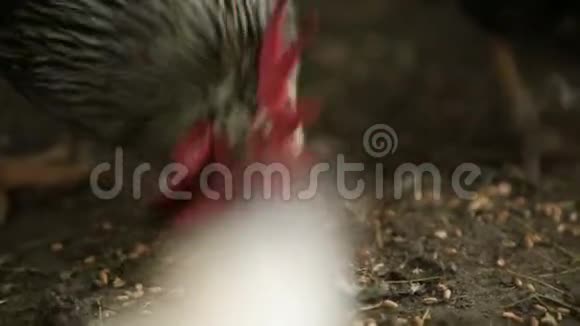 黑公鸡在农场里从地上吃小麦他走在地上爪子是可见的视频的预览图