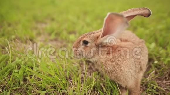 家兔在草地上行走视频的预览图