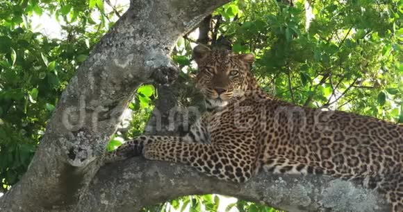 LeopardPantheraPardus肯尼亚MasaiMara公园树上的成年人视频的预览图