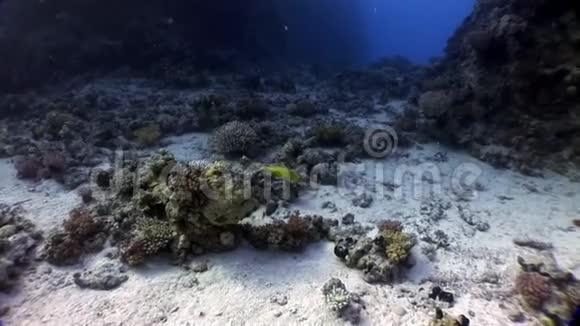 明亮的柠檬黄鱼在珊瑚水下红海视频的预览图