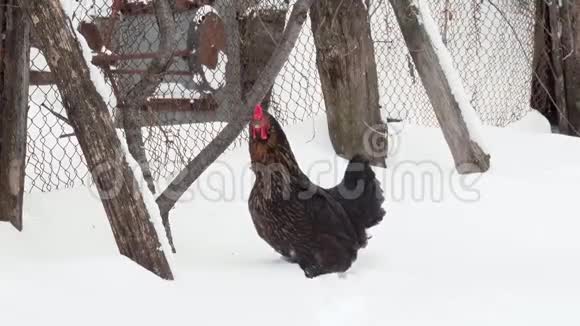 黑鸡在院子里的雪地上行走冬季视频的预览图