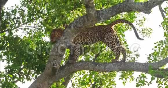 LeopardPantheraPardus肯尼亚MasaiMara公园树上的成年人视频的预览图