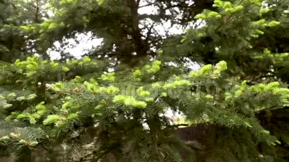 绿杉枝条纹理嫩芽在树上嫩绿在大树上视频的预览图