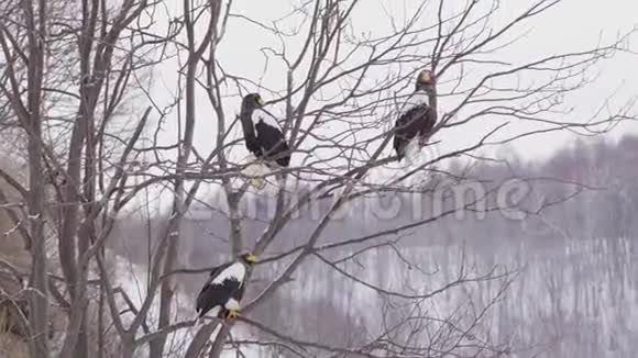 秃头的白肩的飞翔在湖面上的鹰在清晨捕猎在冬天捕食视频的预览图