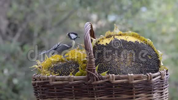 很多小鸟从回收站啄食种子视频的预览图