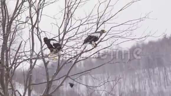 秃头的白肩的飞翔在湖面上的鹰在清晨捕猎在冬天捕食视频的预览图