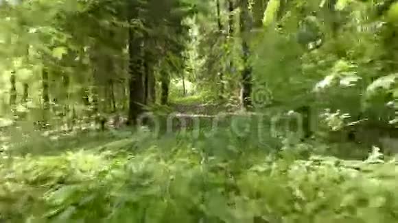 在森林里飞翔平滑和快速稳定凸轮射击白天干净明亮视频的预览图