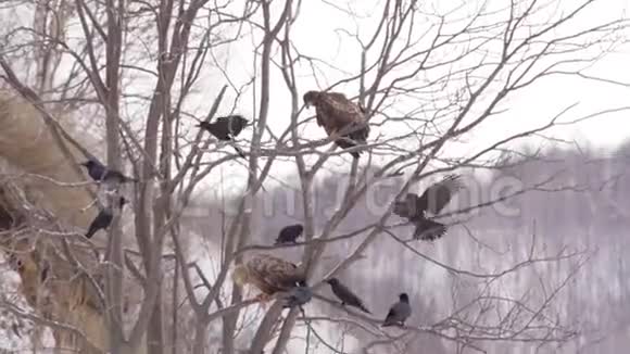 秃头的白肩的飞翔在湖面上的鹰在清晨捕猎在冬天捕食视频的预览图