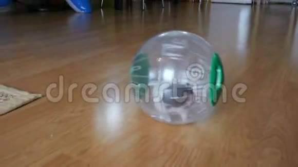 仓鼠宠物在车轮里塑料球在家里视频的预览图