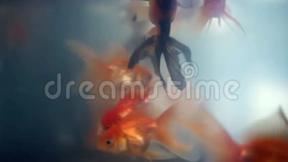 上下浮动淹没奇异的橙色黑金鱼视频的预览图