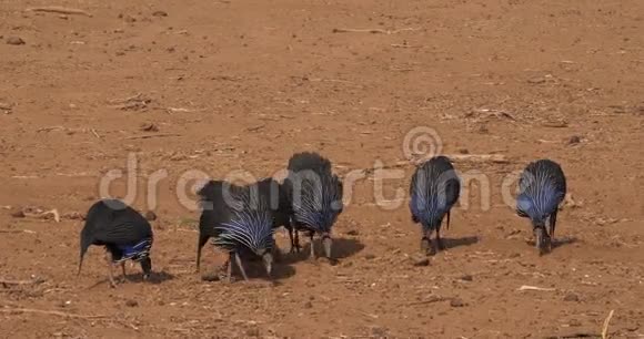 兀鹫兀鹫兀鹫肯尼亚桑布鲁公园视频的预览图