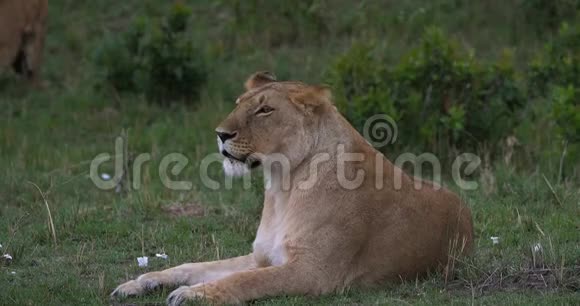 肯尼亚马赛马拉公园的非洲狮子美洲狮女青年视频的预览图