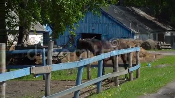 深棕色的马和黑色的鬃毛令人印象深刻地走在围场马在马厩旁边的围场里视频的预览图