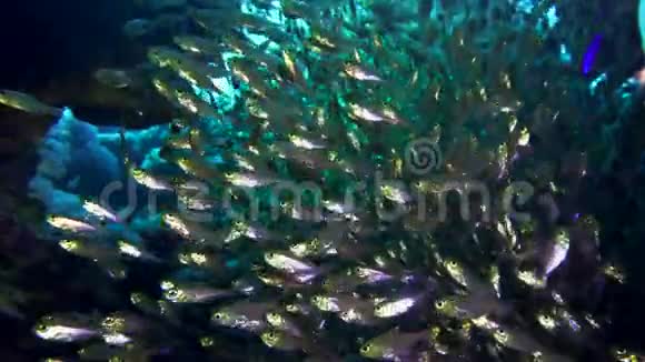 在一个珊瑚礁的背景下一大群鱼小猪清扫者兰森内蒂视频的预览图
