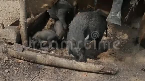 黑公猪喝木头酒鬼的脏水在印度丛林中的小屋视频的预览图