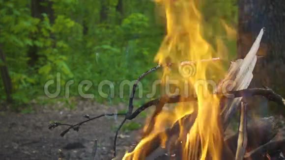 森林里燃烧着的原木燃烧着的篝火慢动作视频的预览图