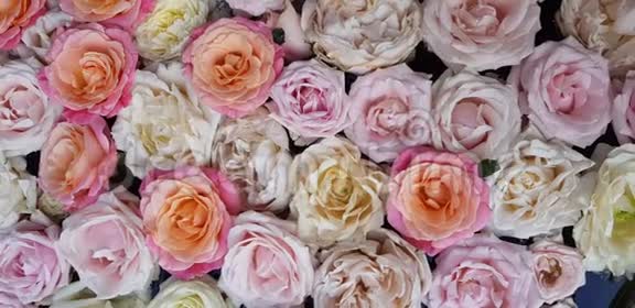 玫瑰的背景图像彩色新鲜粉彩玫瑰粉红色和白色玫瑰和绣球花玫瑰的背景图像彩色f视频的预览图