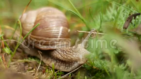 大蜗牛在树林里寻找食物宏观螺旋视频的预览图