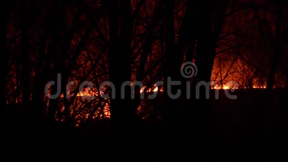 在遥远的树林里夜晚燃烧着柴草视频的预览图