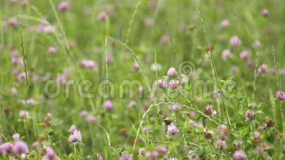 粉红色的三叶草花长在绿草地上视频的预览图