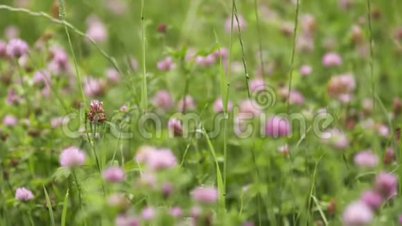 绿茵草地上生长的粉红色三叶草花视频的预览图