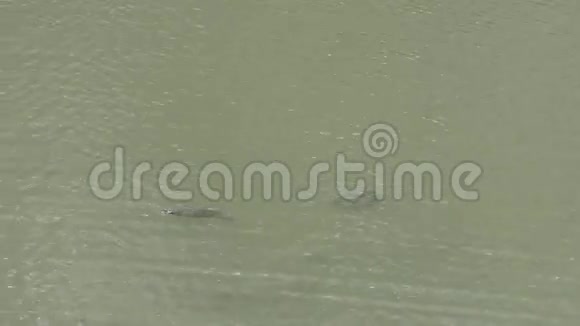 海龟在湖面下游泳视频的预览图