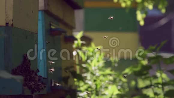 蜜蜂飞向蜂巢飞出蜂巢乡村花园里美丽的春日视频的预览图