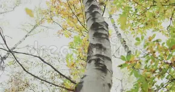 树木的细节从下面白人金发女人斯洛莫穿过秋天的树林遵循万向节讲故事真年轻视频的预览图