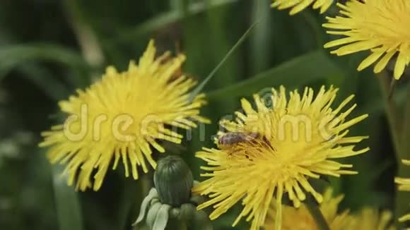 蒲公英花上的蜜蜂工作超级慢镜头视频的预览图