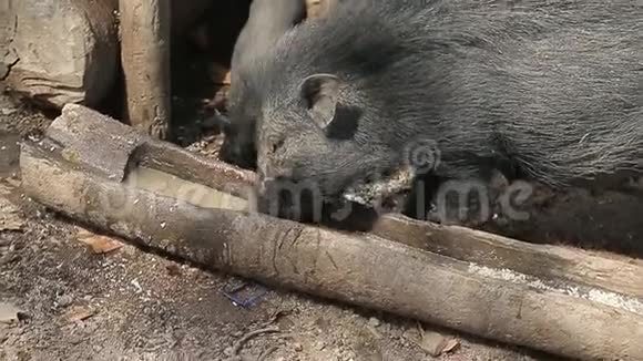黑公猪喝木头酒鬼的脏水在印度丛林中的小屋视频的预览图