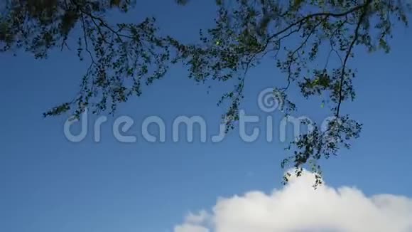 一段时光流逝的天空视频在阳光明媚的一天树枝上飘来的云视频的预览图