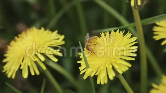 在一朵黄色的蒲公英花上蜜蜂的极度接近有选择的焦点浅的景深浅自由度视频的预览图