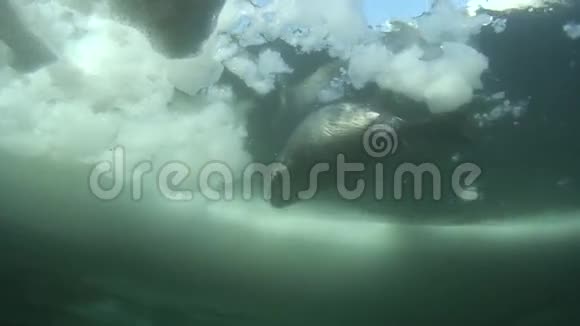 贝加尔海豹幼崽视频的预览图