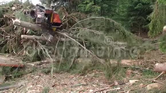 现代伐木加工树木材采伐视频的预览图