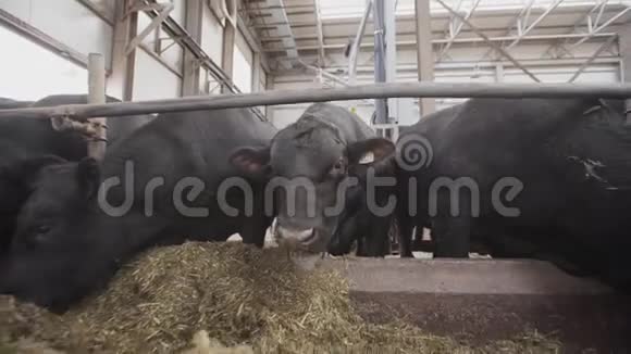 一群黑牛在农场的金属谷仓里喂稻草视频的预览图