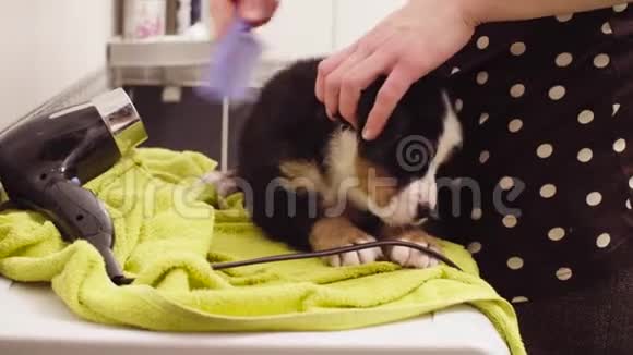 年轻女子用毛巾擦拭小狗视频的预览图