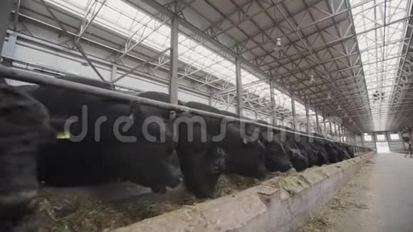 黑牛在农场的金属谷仓里吃稻草视频的预览图