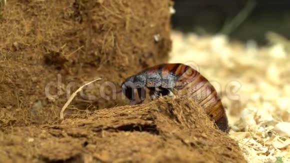 马达加斯加蟑螂在木屑中蠕动快关门黑色背景视频的预览图