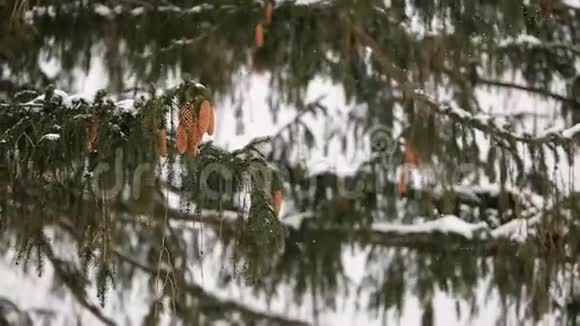 树枝上的树锥冬季降雪时常绿云杉漂亮的圣诞背景和漂亮的boke视频的预览图