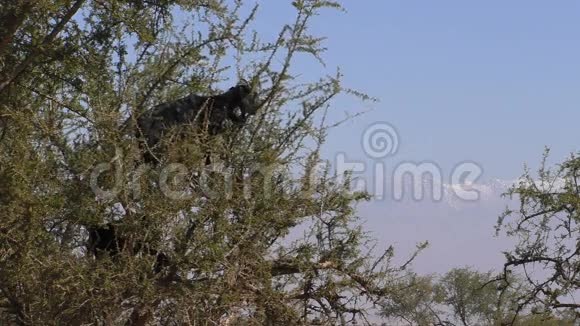 非洲的山羊爬树视频的预览图