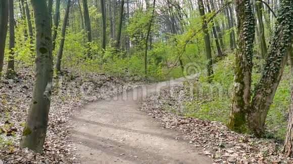 POV摄像机沿着一条森林小路去年干的叶子新鲜的春天的绿色植物灌木丛灌木公园视频的预览图