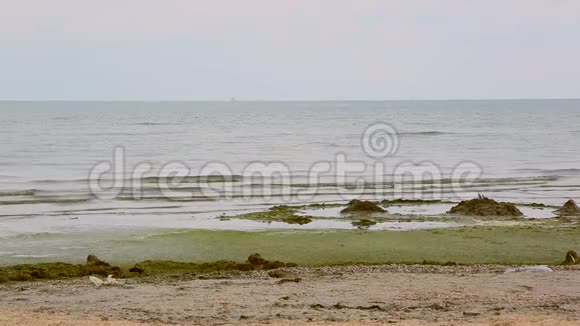 海草海滩带藻的海洋景观海洋的背景视频的预览图