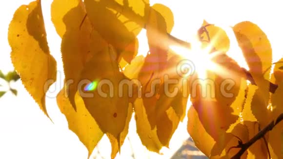 阳光透过秋叶照耀视频的预览图