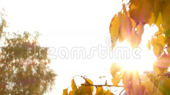 阳光透过秋叶照耀视频的预览图