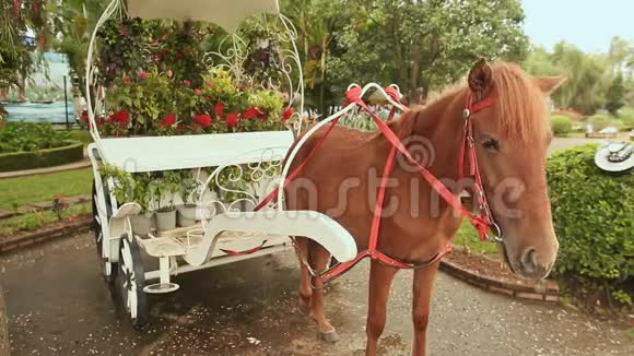 一匹马被套在一辆花车里越南达拉特视频的预览图