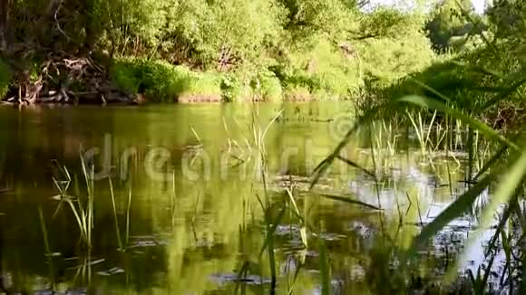 河流水流缓慢绿树成荫视频的预览图